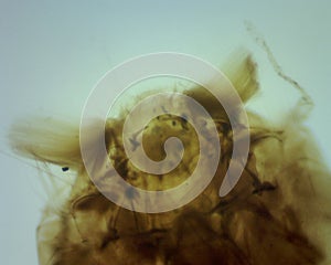 Detailed Histological Keywords for the Mosquito Larva Head Cross-Section